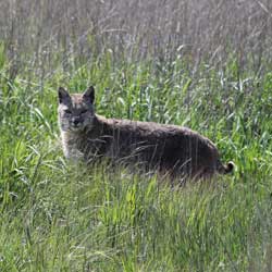 Lynx rufux